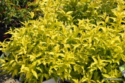 Deutzia gracilis 'Chardonnay Pearls' — photo 3